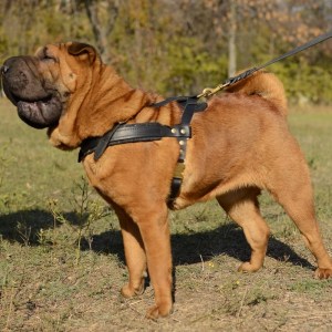 Кожаная буксировочная шлейка для шарпея «Pulling»